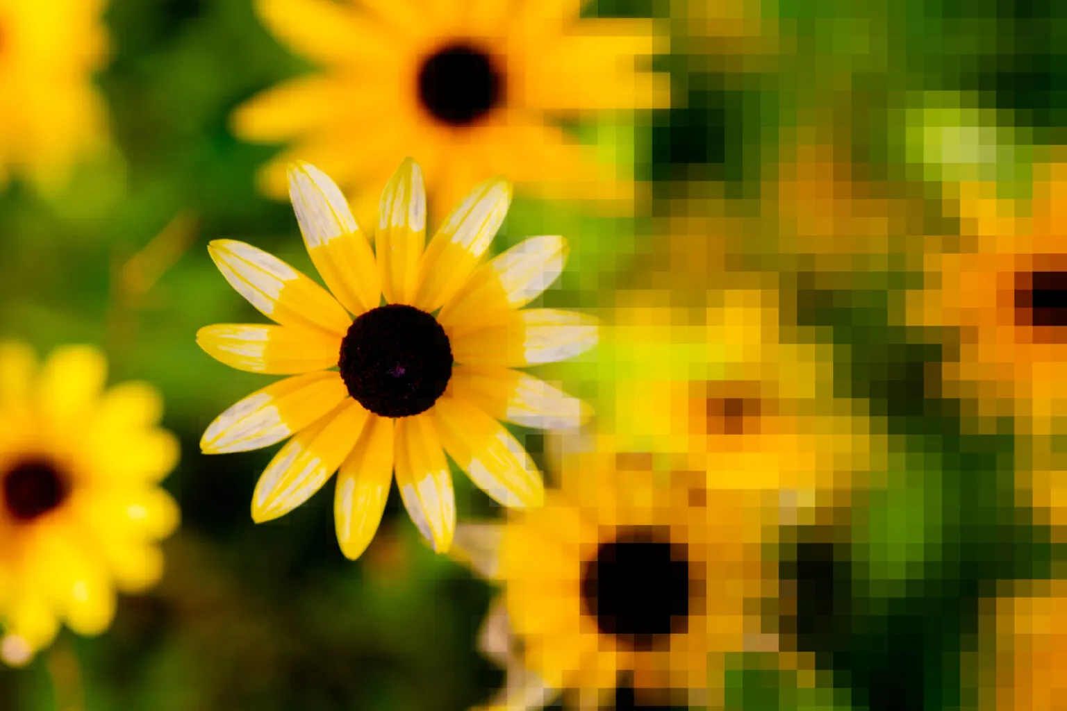 Fleurs de rudbeckie jaunes dont une partie de l’image se décompose en pixels