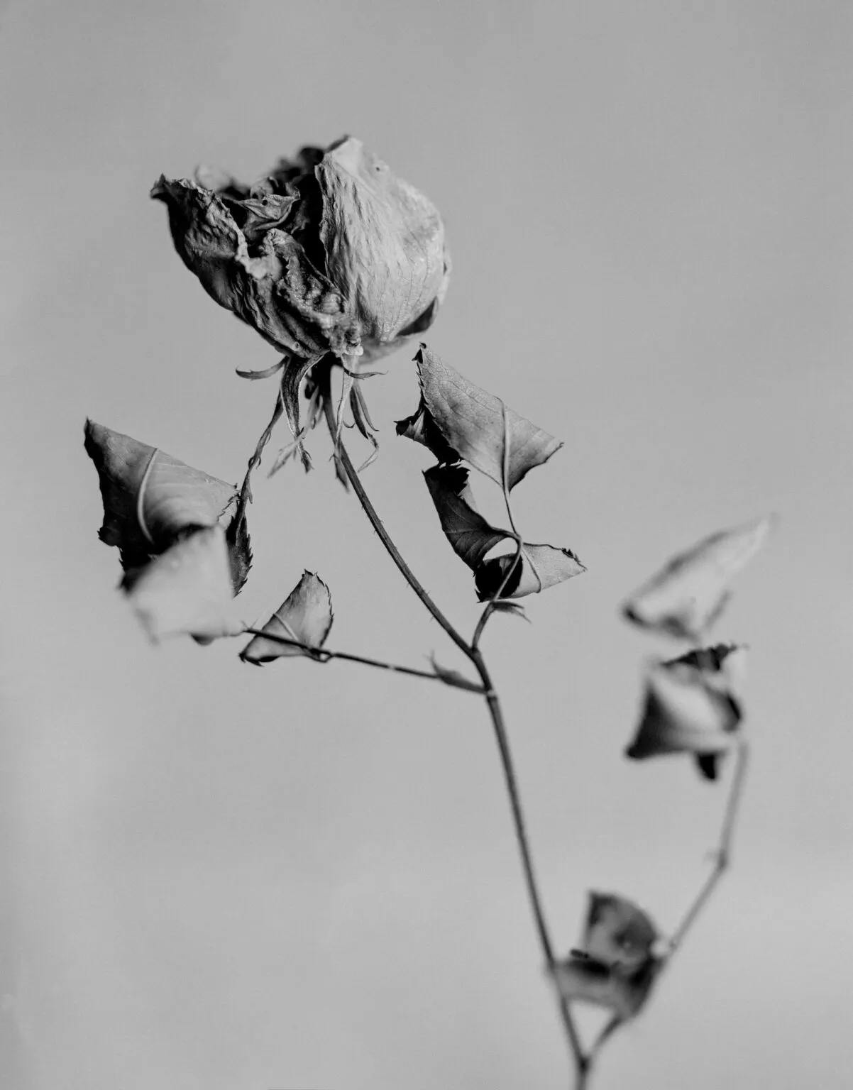 Black-and-white photograph of a dried rose against a pale background